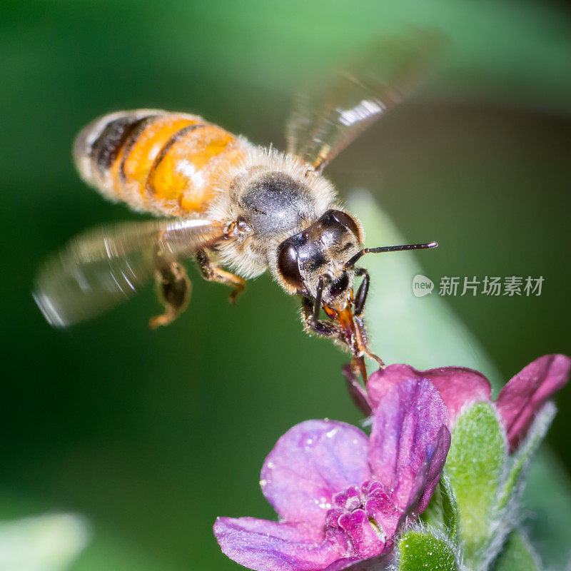 飞行中的大昆虫蜜蜂(Apis mellifera)